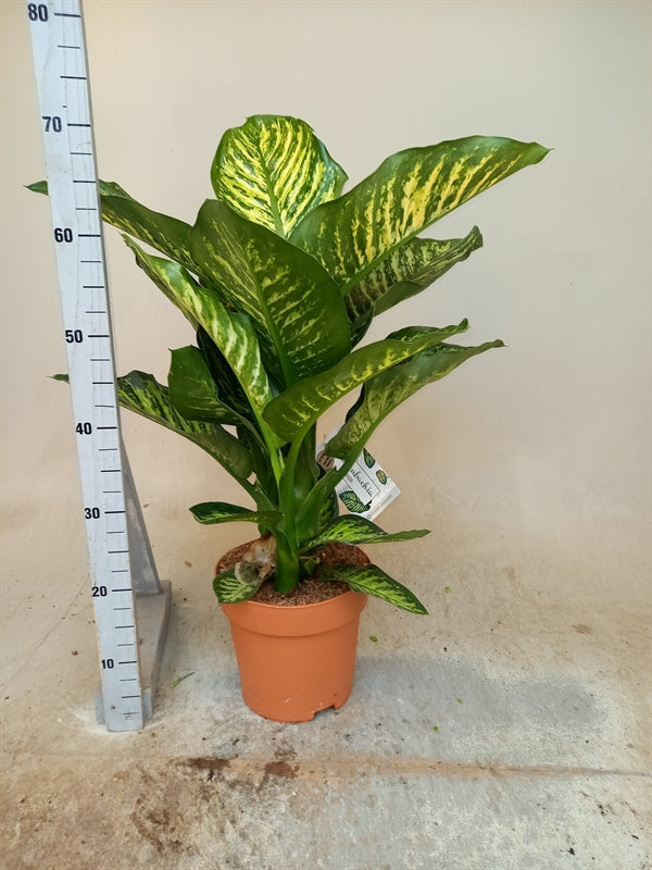 Dieffenbachia Maroba Height 75cm
