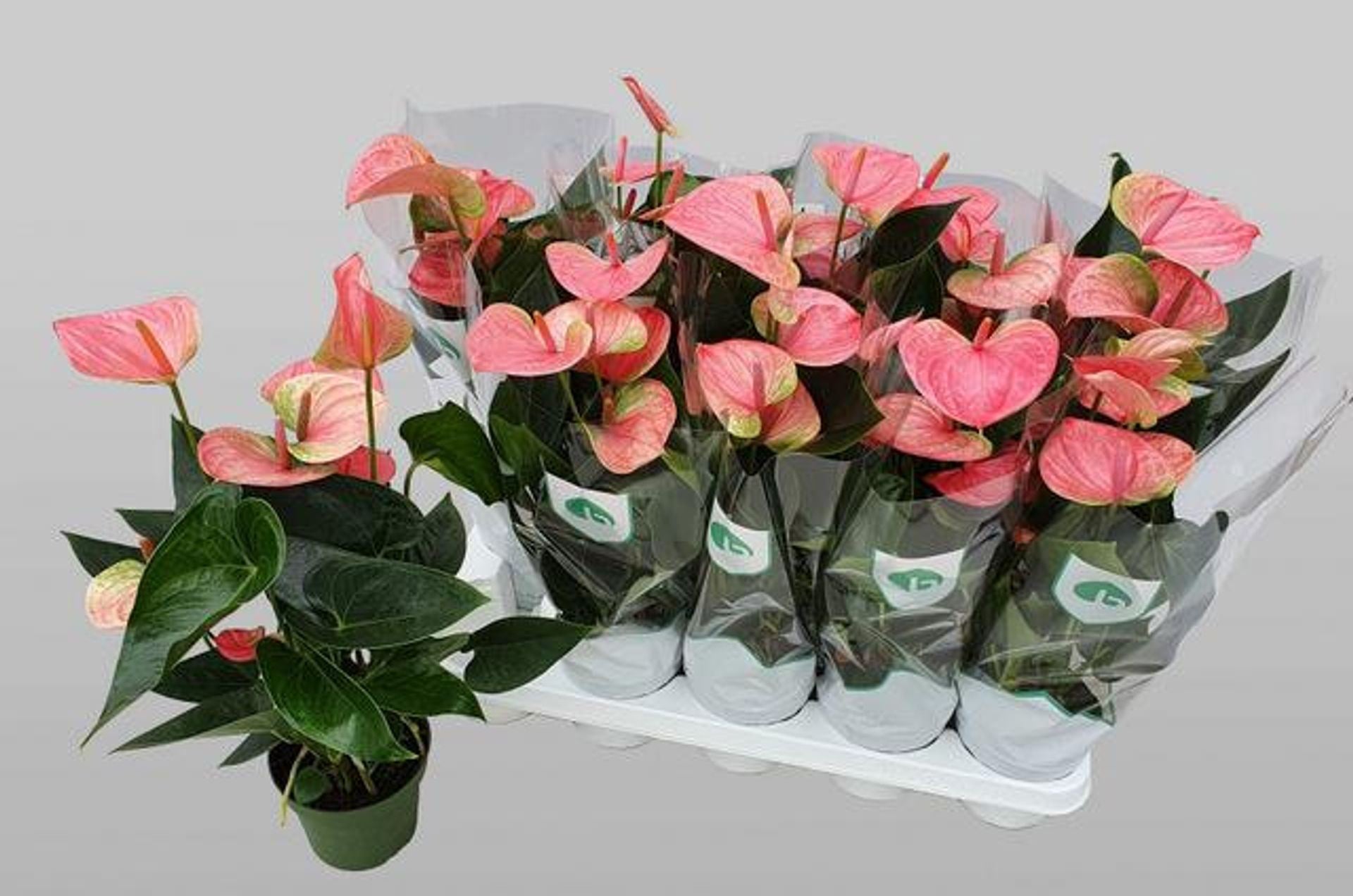 Anthurium Sweet Dreams Height 42cm