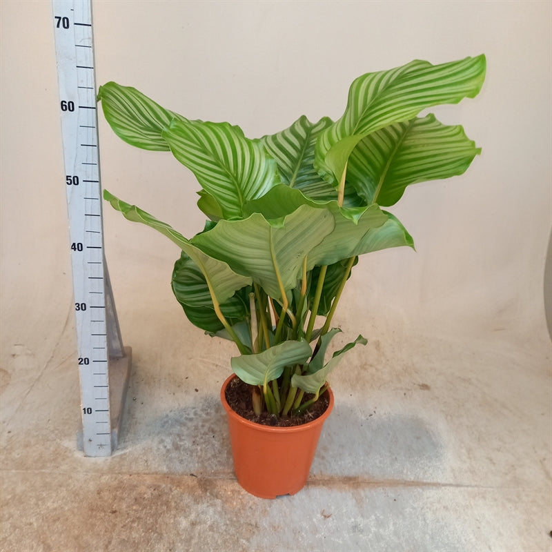 Calathea Orbifolia - Height 85cm