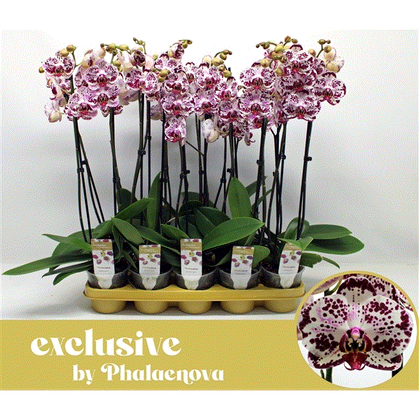 Phalaenopsis Bohemian Mondriaan 2 stem