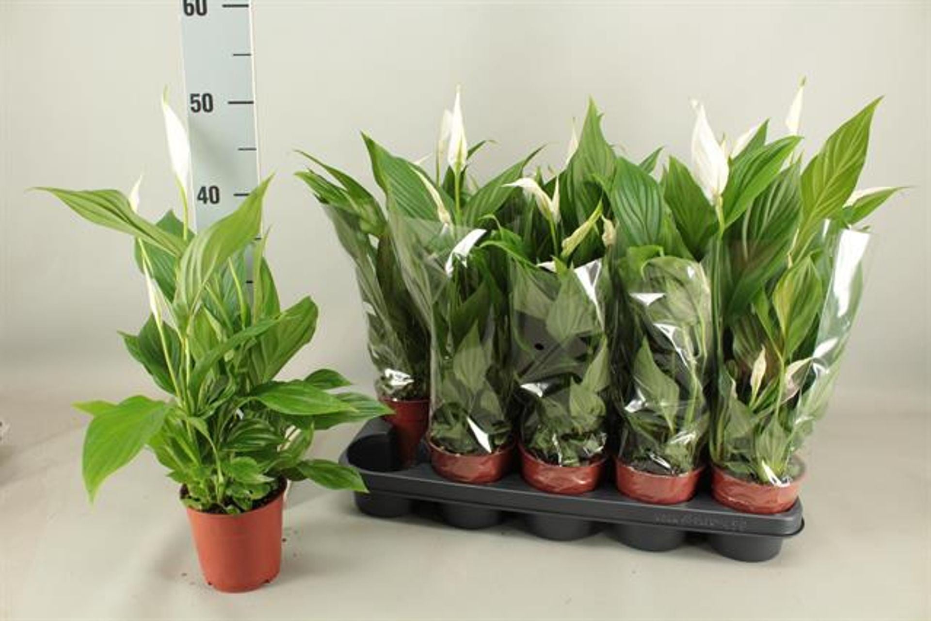 Spathiphyllum Pearl cupido Height 50cm