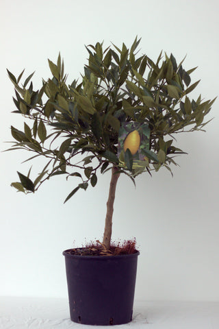 Kumquat Tree Pot size 20cm