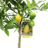 Kumquat Tree Pot size 20cm