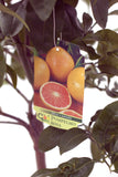 Grapefruit (Pompelmo Rosa) Tree Pot size 20cm
