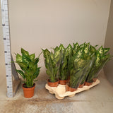 Dieffenbachia