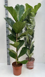 Ficus Lyrata