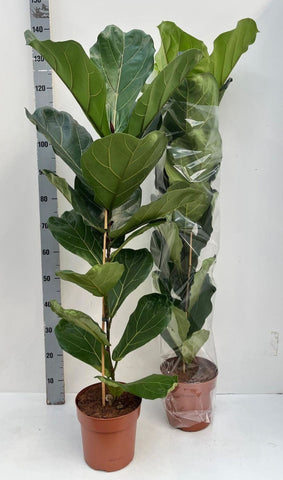 Ficus Lyrata