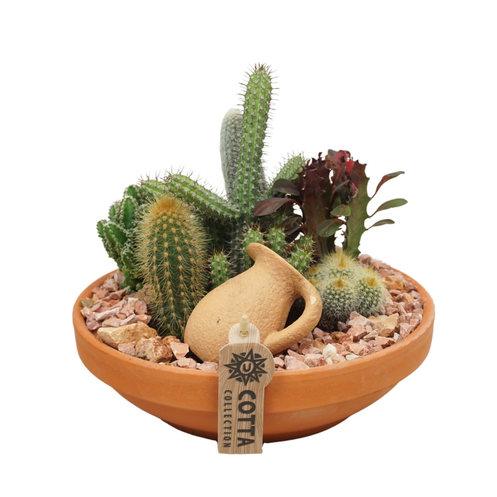 Arrangements cactus
