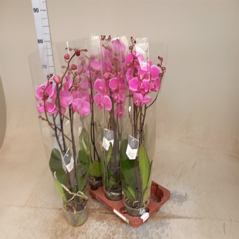 Phalaenopsis purple