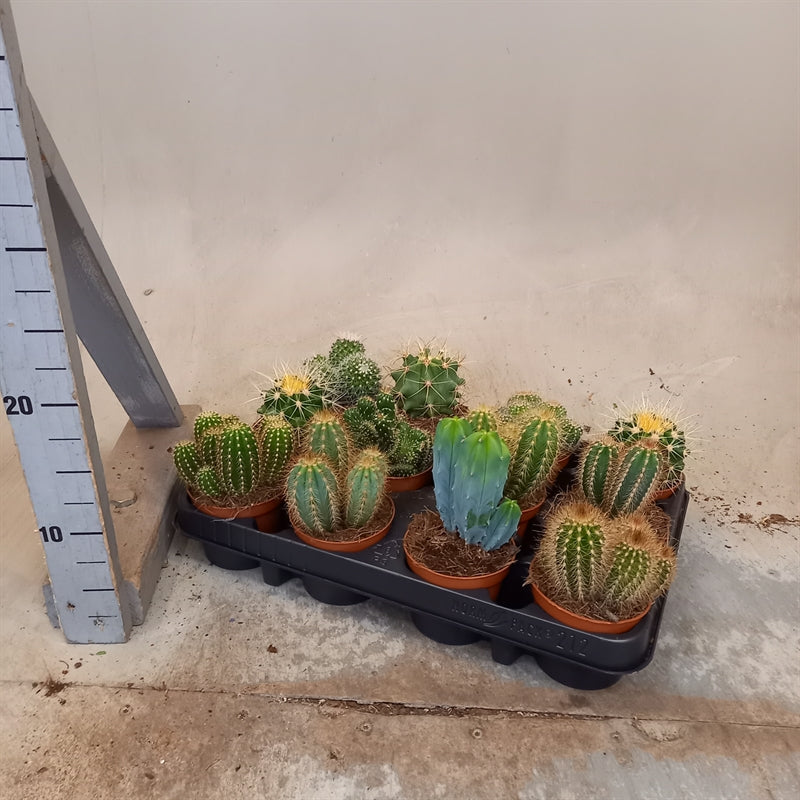 Cactus mixed