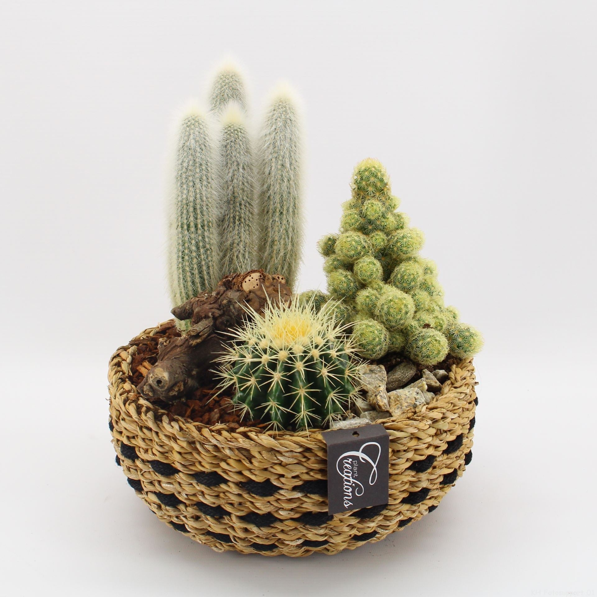 Arrangements cactus