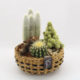 Arrangements cactus