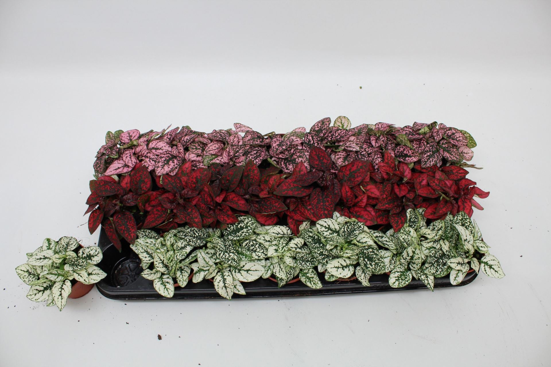 Hypoestes phyll.