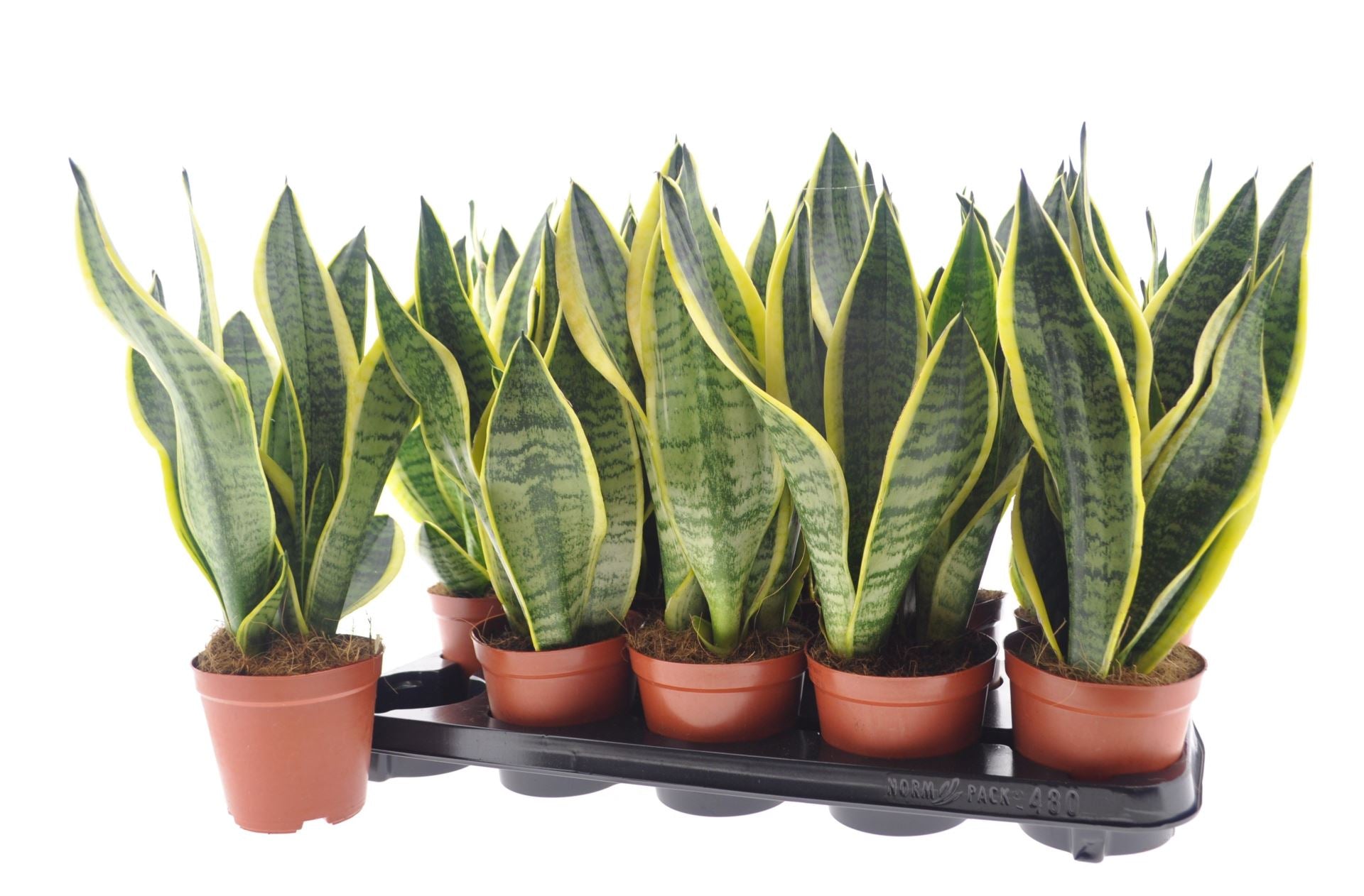 Sansevieria
