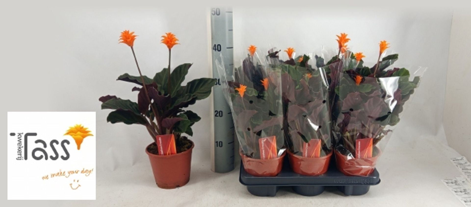 Calathea crocata