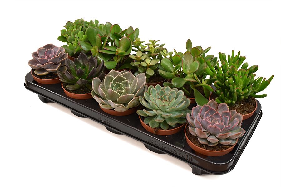 Succulent plants pot 10cm
