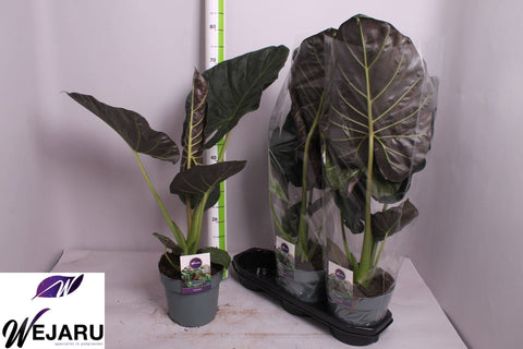 Alocasia regal shields