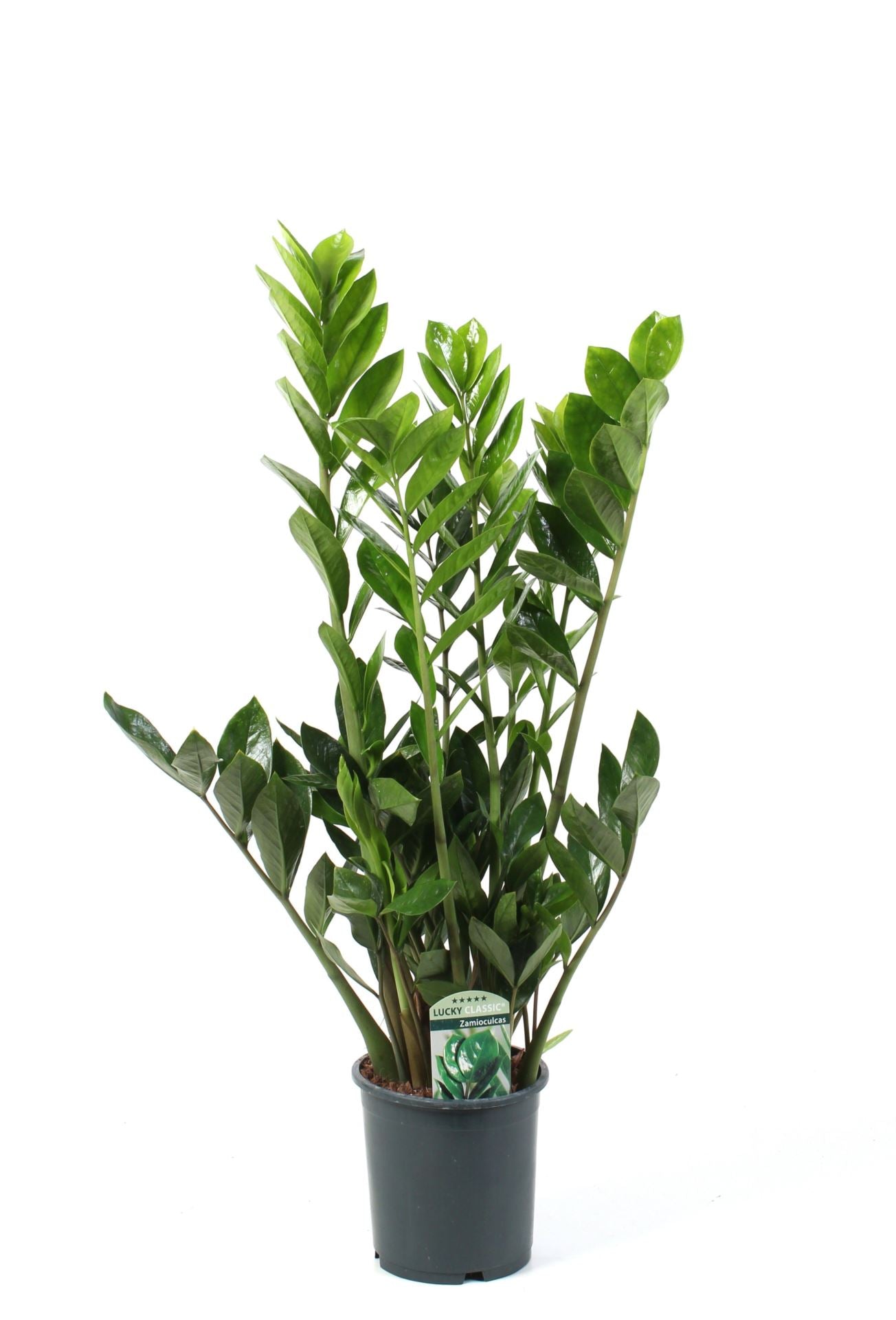 Zamioculcas zamiifolia