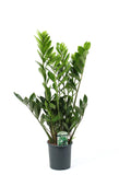 Zamioculcas zamiifolia