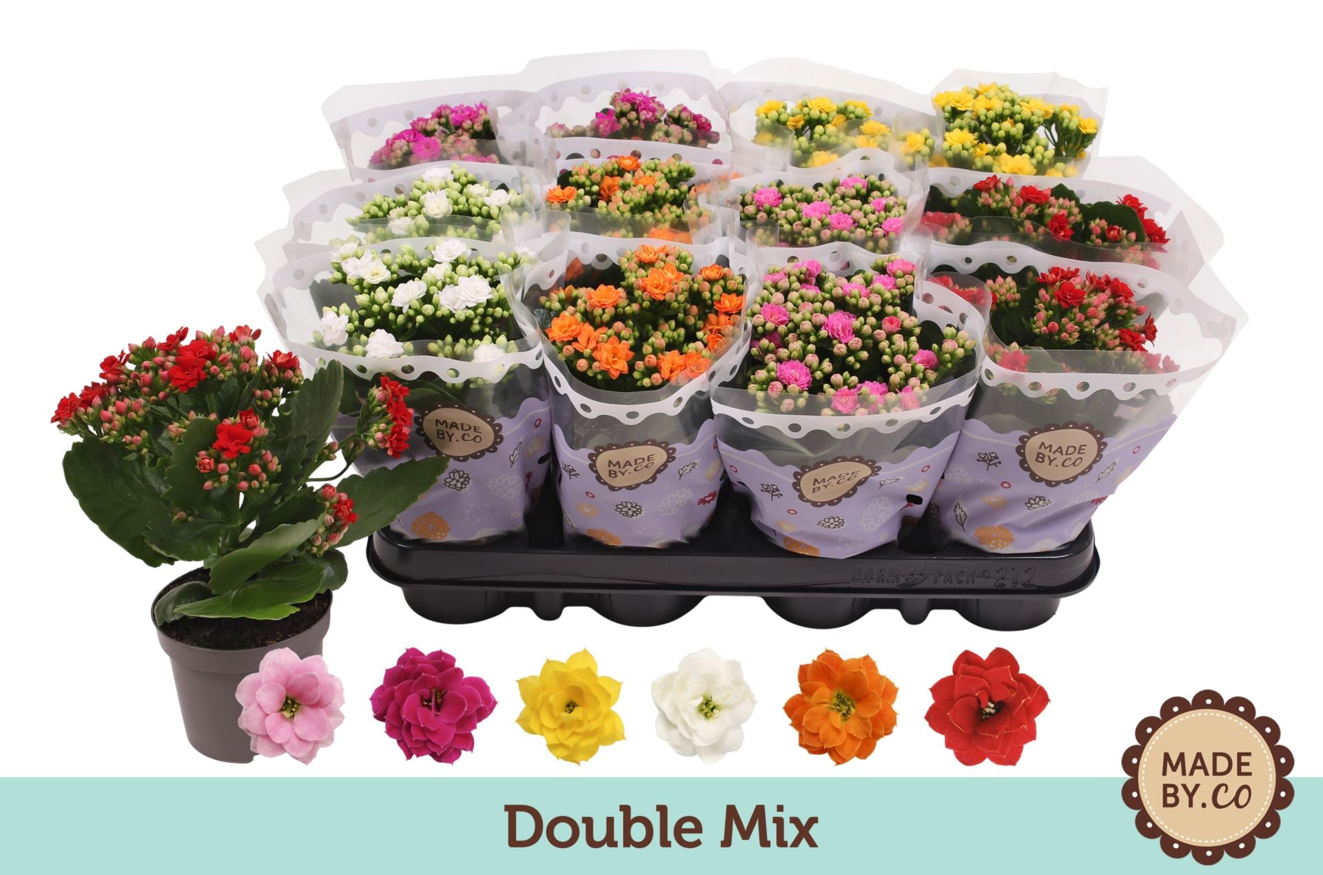 Kalanchoe fl.gev