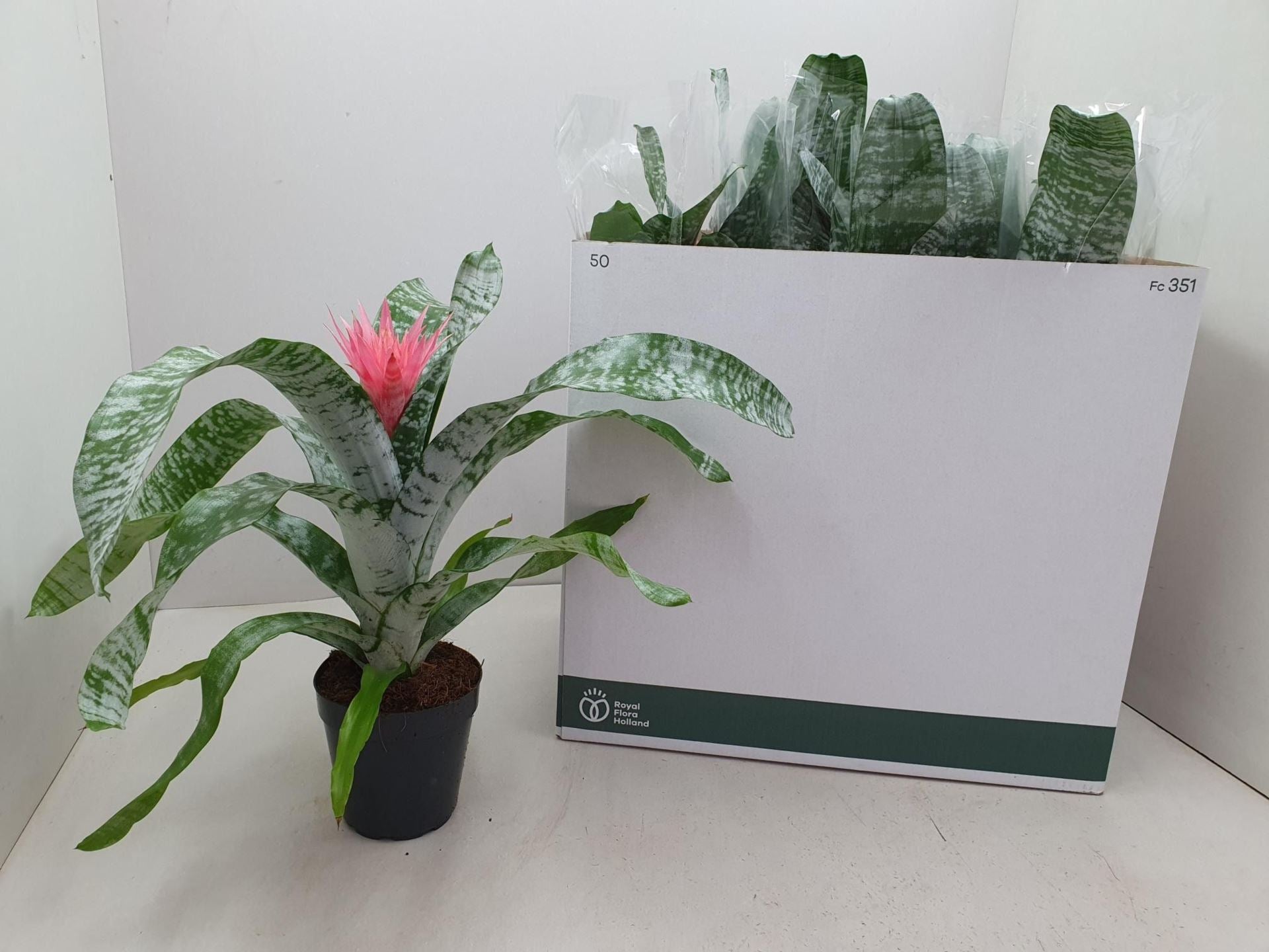 Aechmea fasciata primera