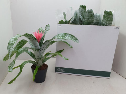 Aechmea fasciata primera