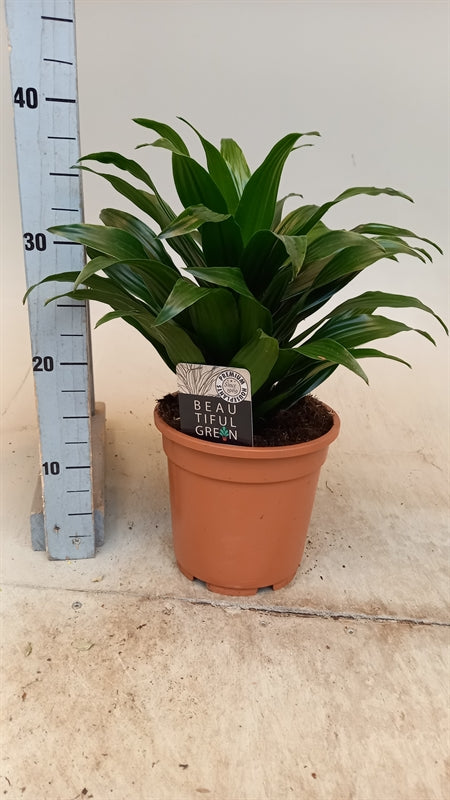 Dracaena