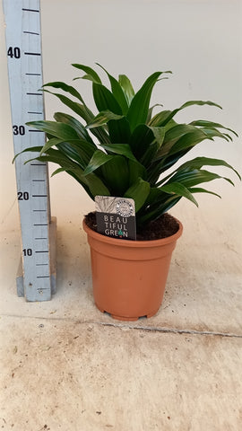 Dracaena