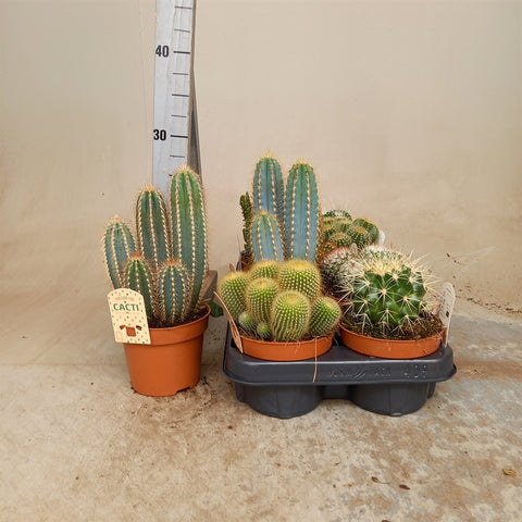 Cactus Mixed
