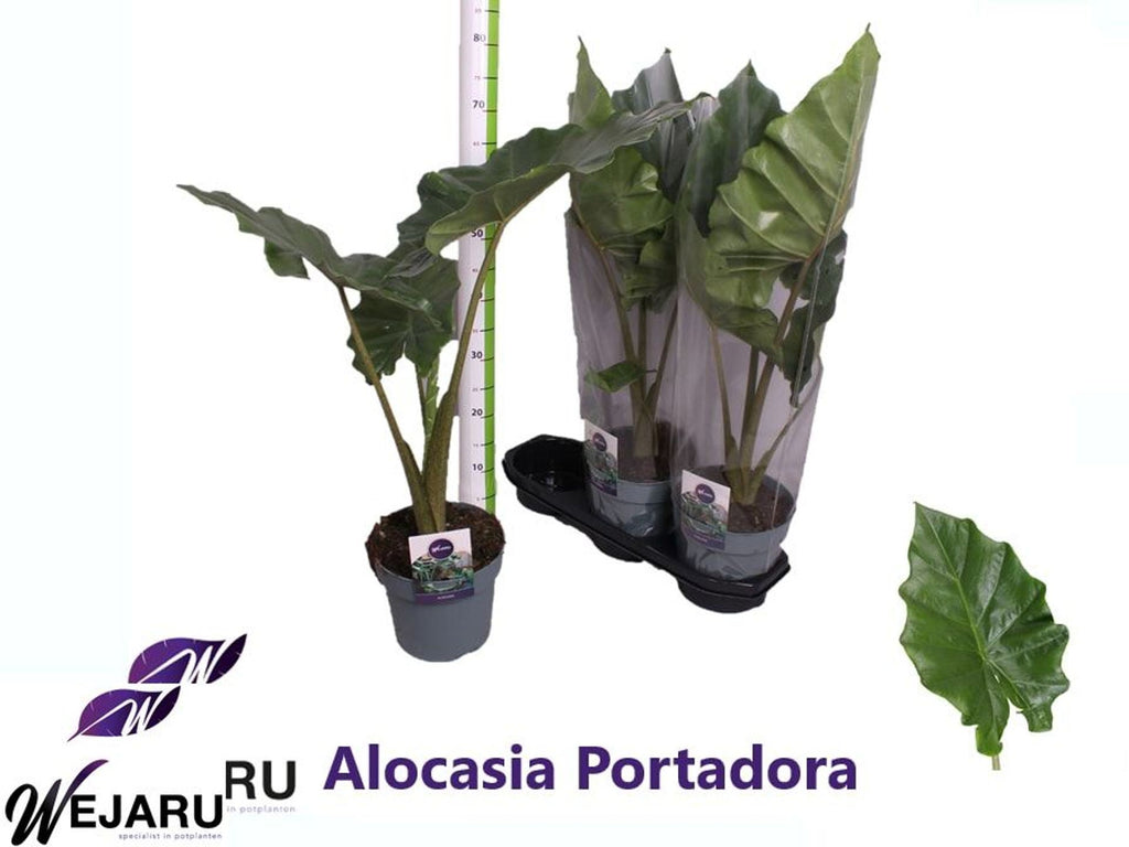 Alocasia Portodora – Xerri's Garden Centre