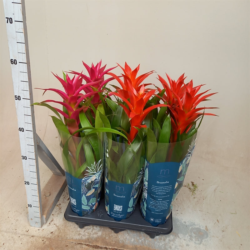 Guzmania mixed