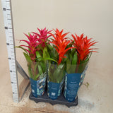 Guzmania mixed