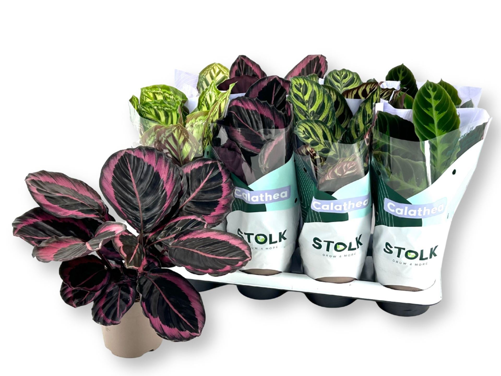 Calathea mixed
