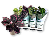 Calathea mixed