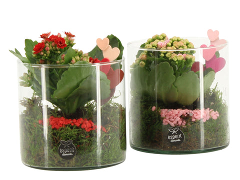 indoor plant arrangement
