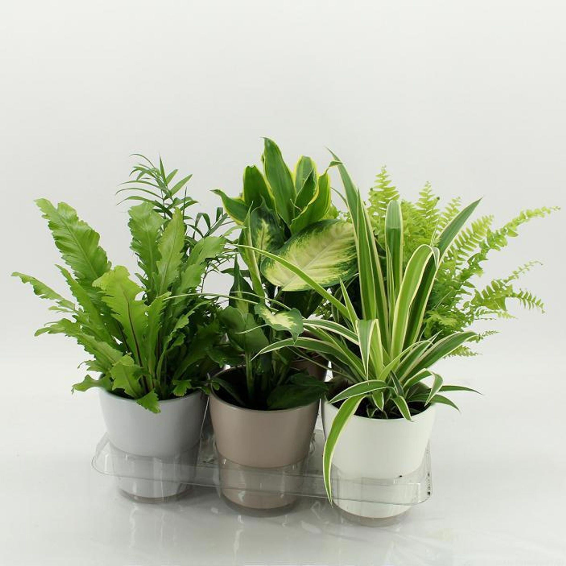 Indoor plants mixed