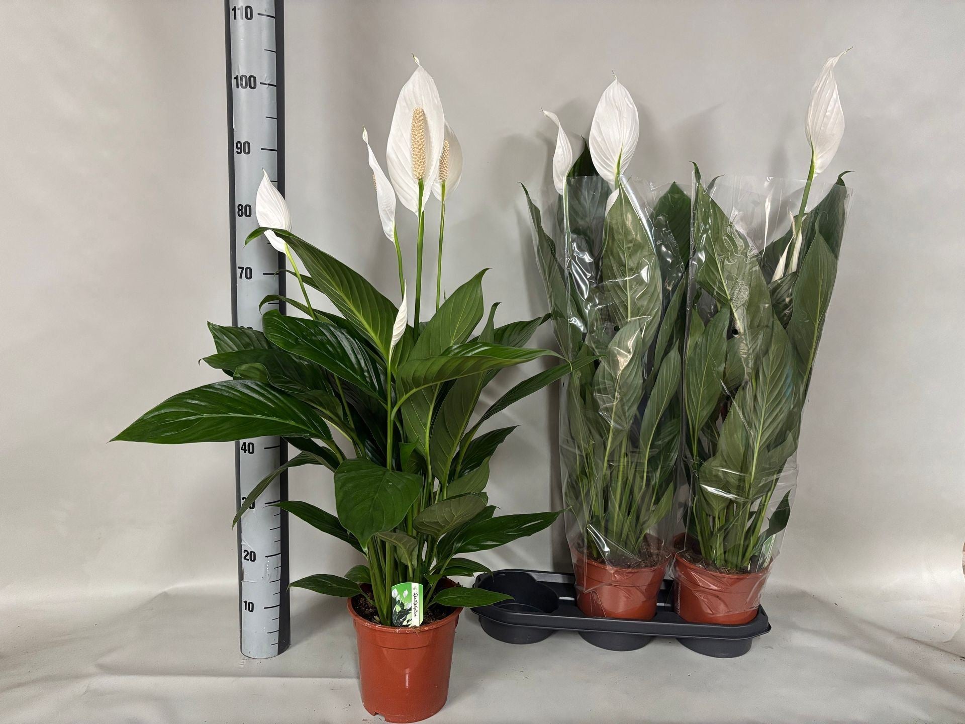 Spathiphyllum Bingo Cupido