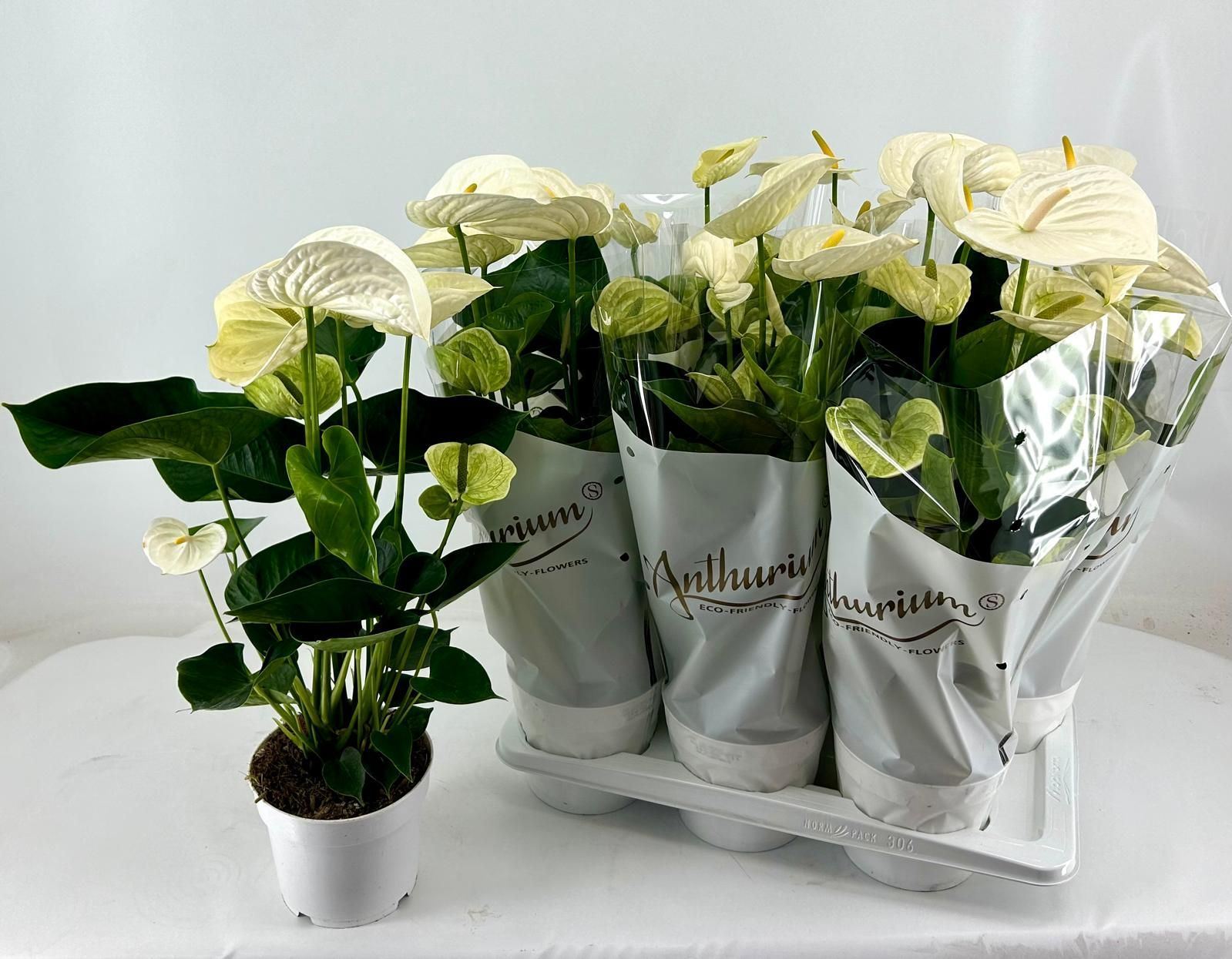 Anthurium