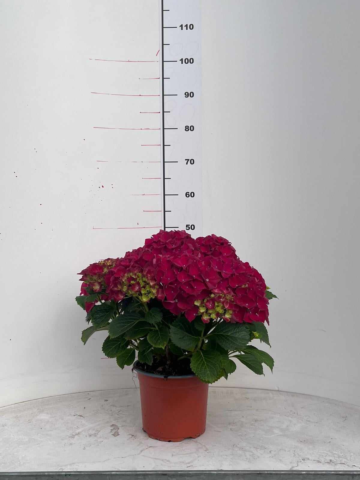 Hydrangea Height 50cm