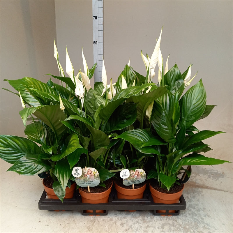 Spathiphyllum sweet ricardo