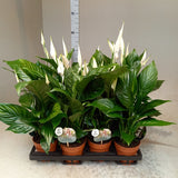 Spathiphyllum sweet ricardo
