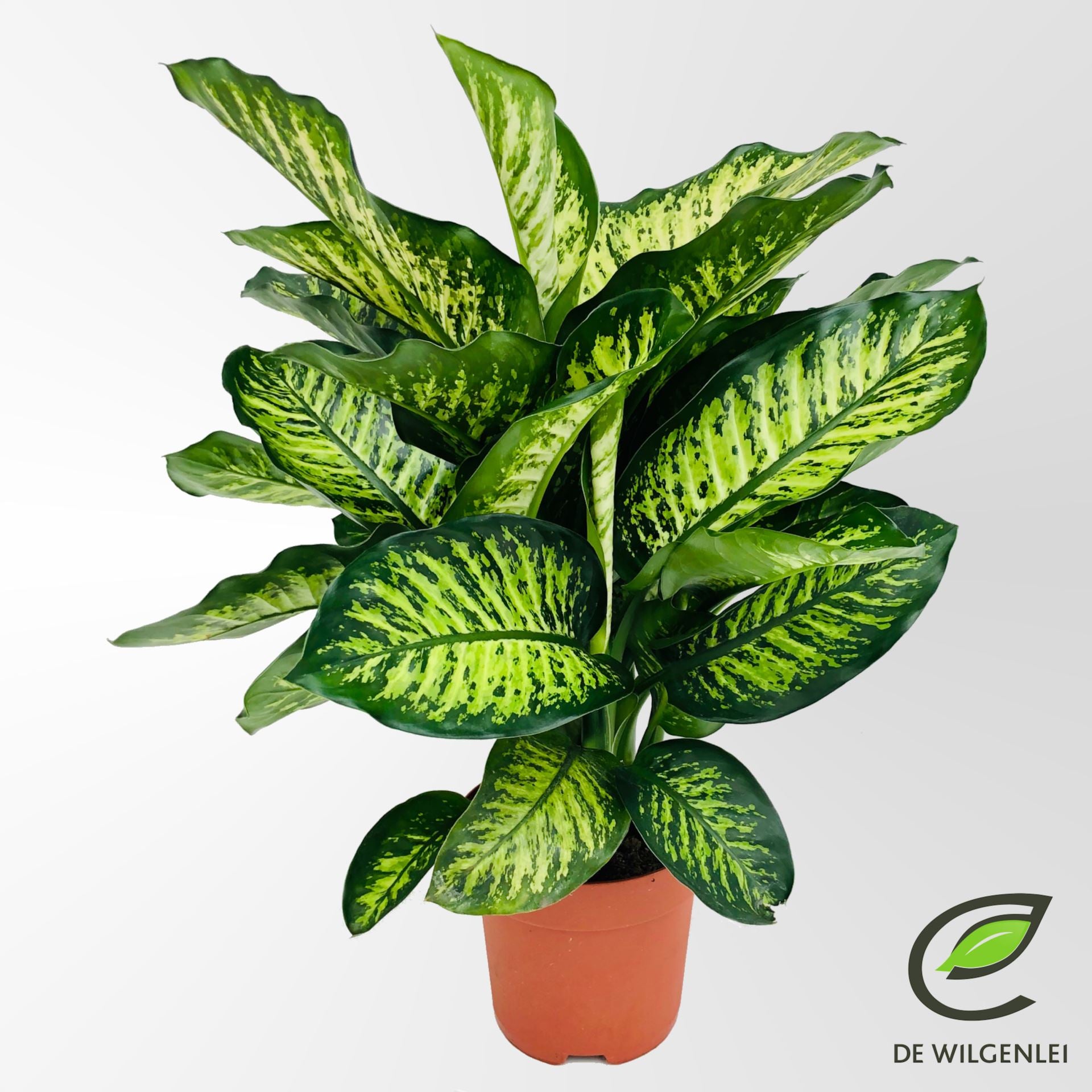 Dieffenbachia seg. maroba