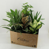 Indoor plants mixed