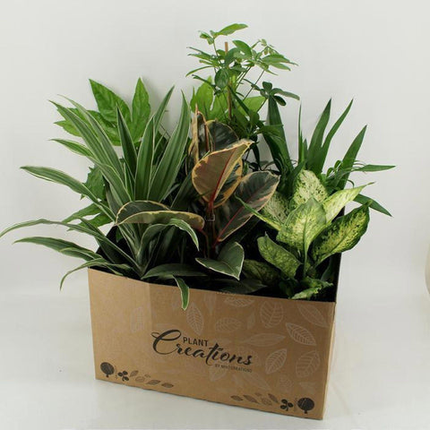 Indoor plants mixed
