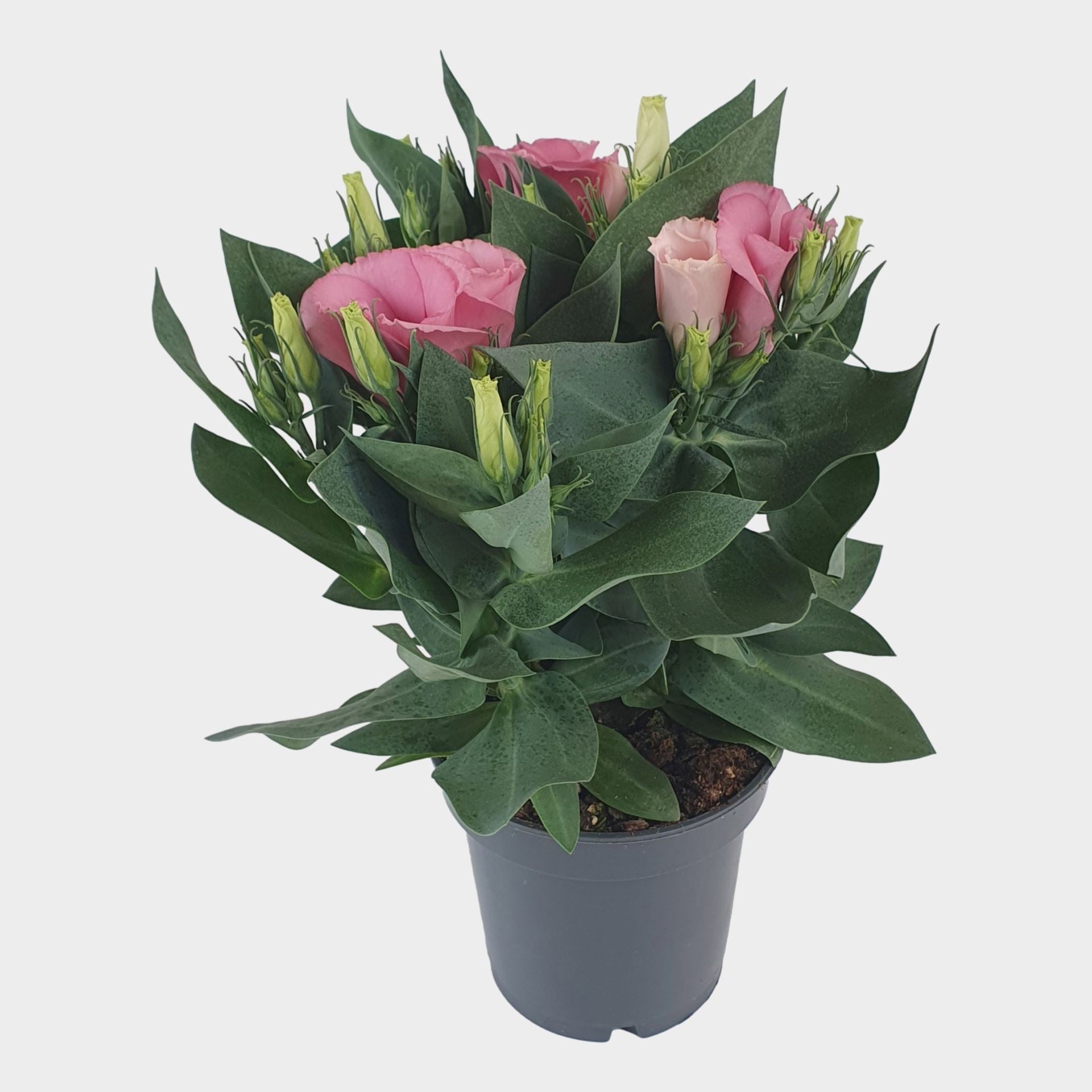 Eustoma bolero pink