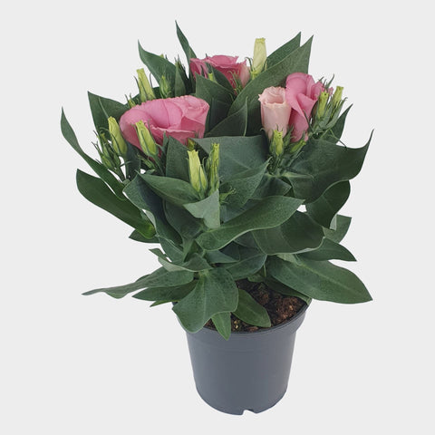 Eustoma bolero pink