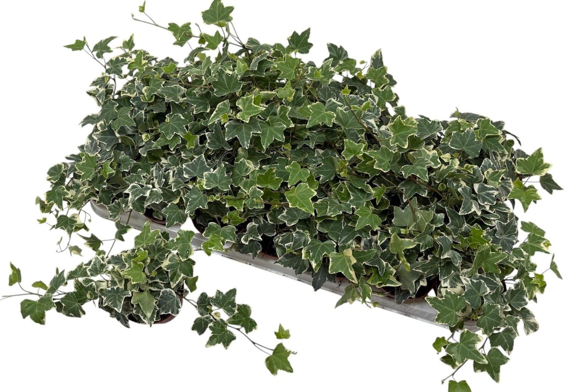 Hedera helix eva