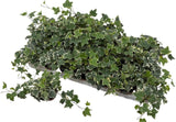 Hedera helix eva