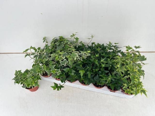 Hedera helix mixed 3 varieties