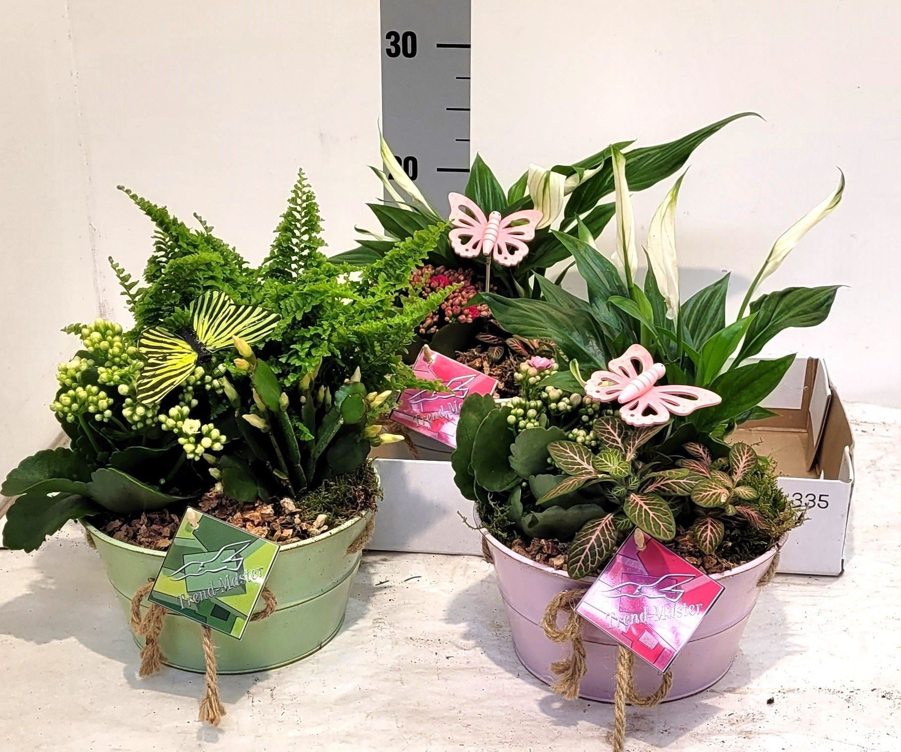 Arrangements in bowl